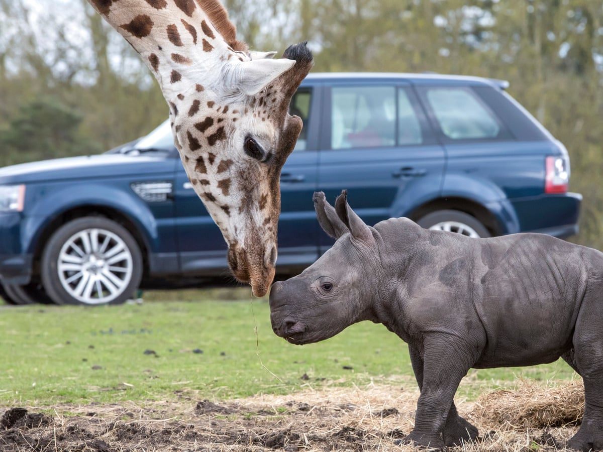 Safari
